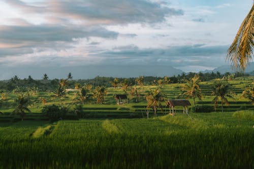 Foto profissional grátis de área, cenário, ecológico