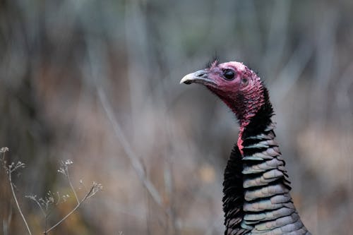 Close up of a Bronze Turkey