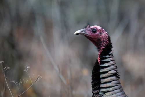 Free Close-up photo of a bronze turkey in its natural environment, showcasing detailed plumage and vibrant colors. Stock Photo
