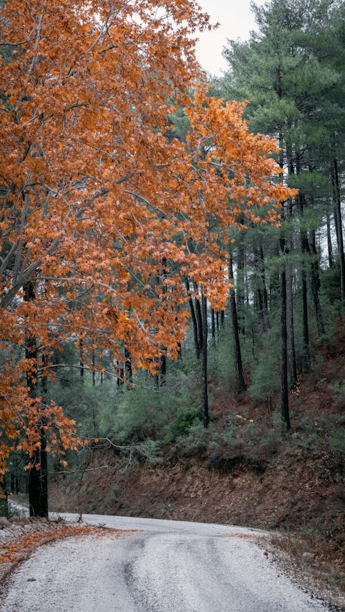 View of a Road between Trees in a Forest in Autumn 