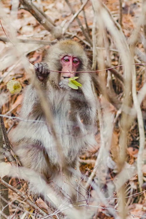 A Monkey Sitting on a Tree and Eating Leaves 