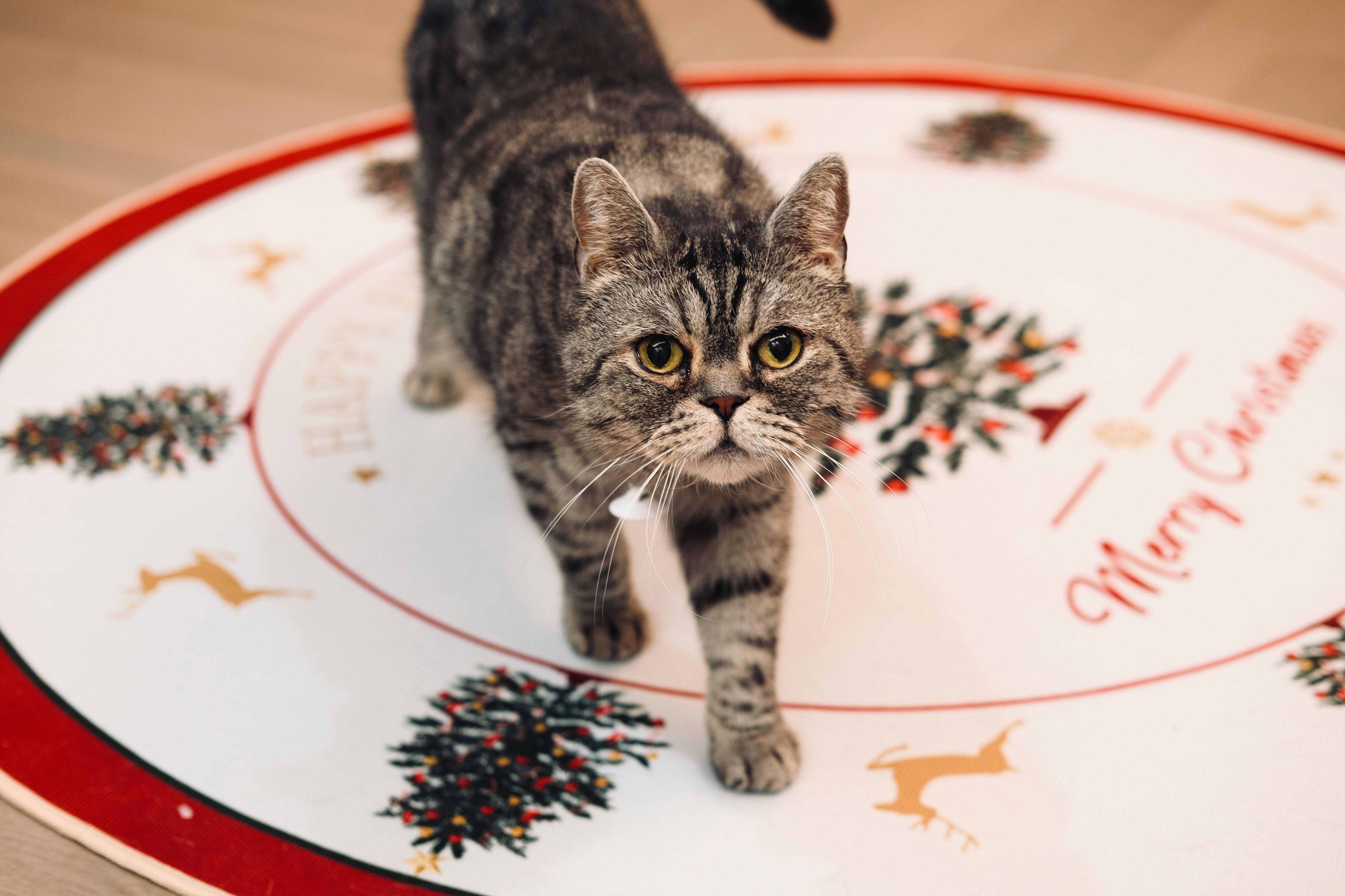 A Cat on a Christmas Rug