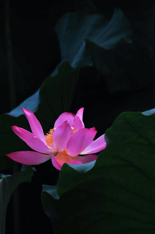Free stock photo of bud, flower, lotus