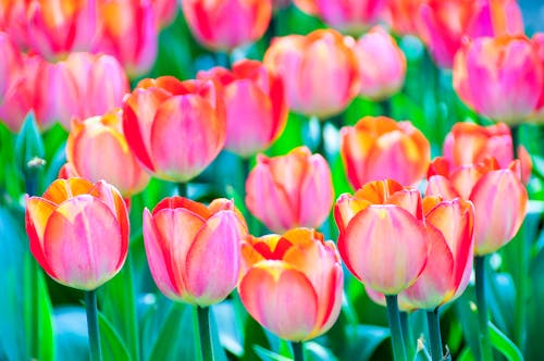 Vibrant Colors of Tulips 