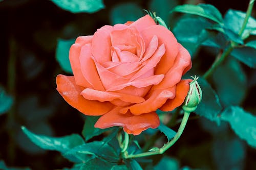 Close-up of a Red Rose in a Garden 