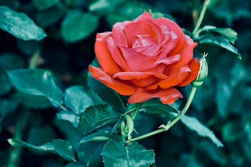 Close-up of a Red Rose in a Garden 