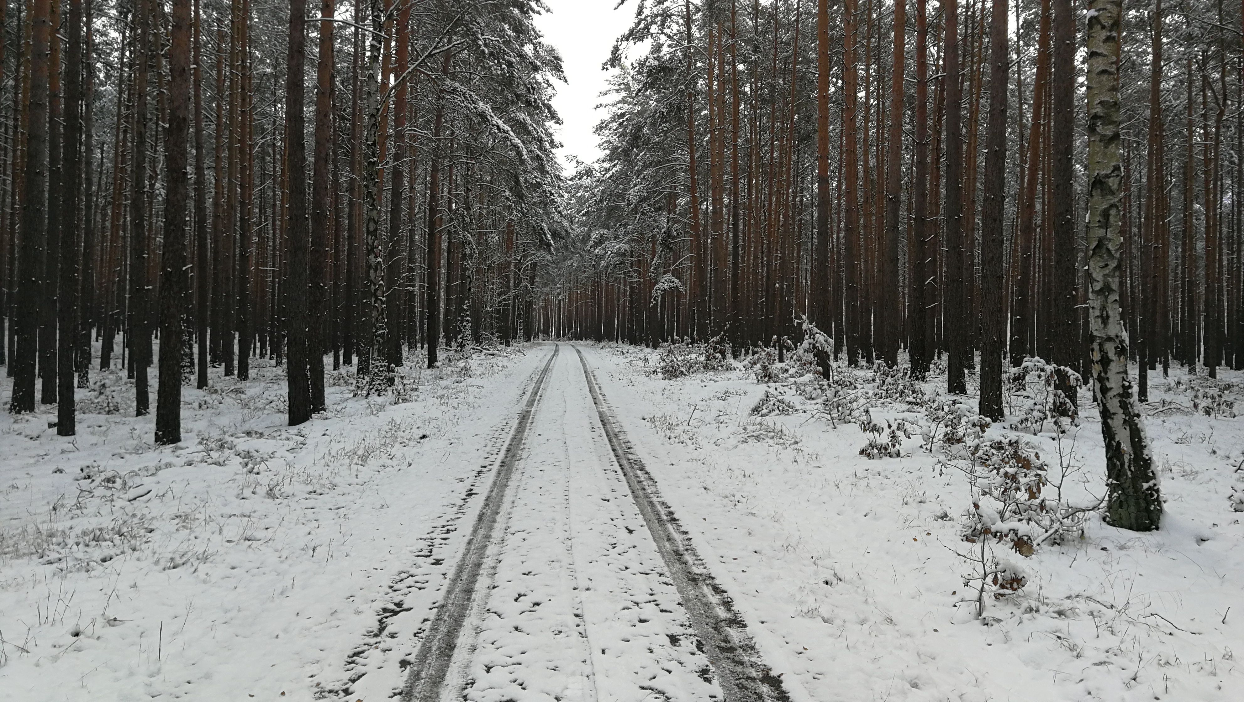 Dirt Road in Forest in Winter · Free Stock Photo
