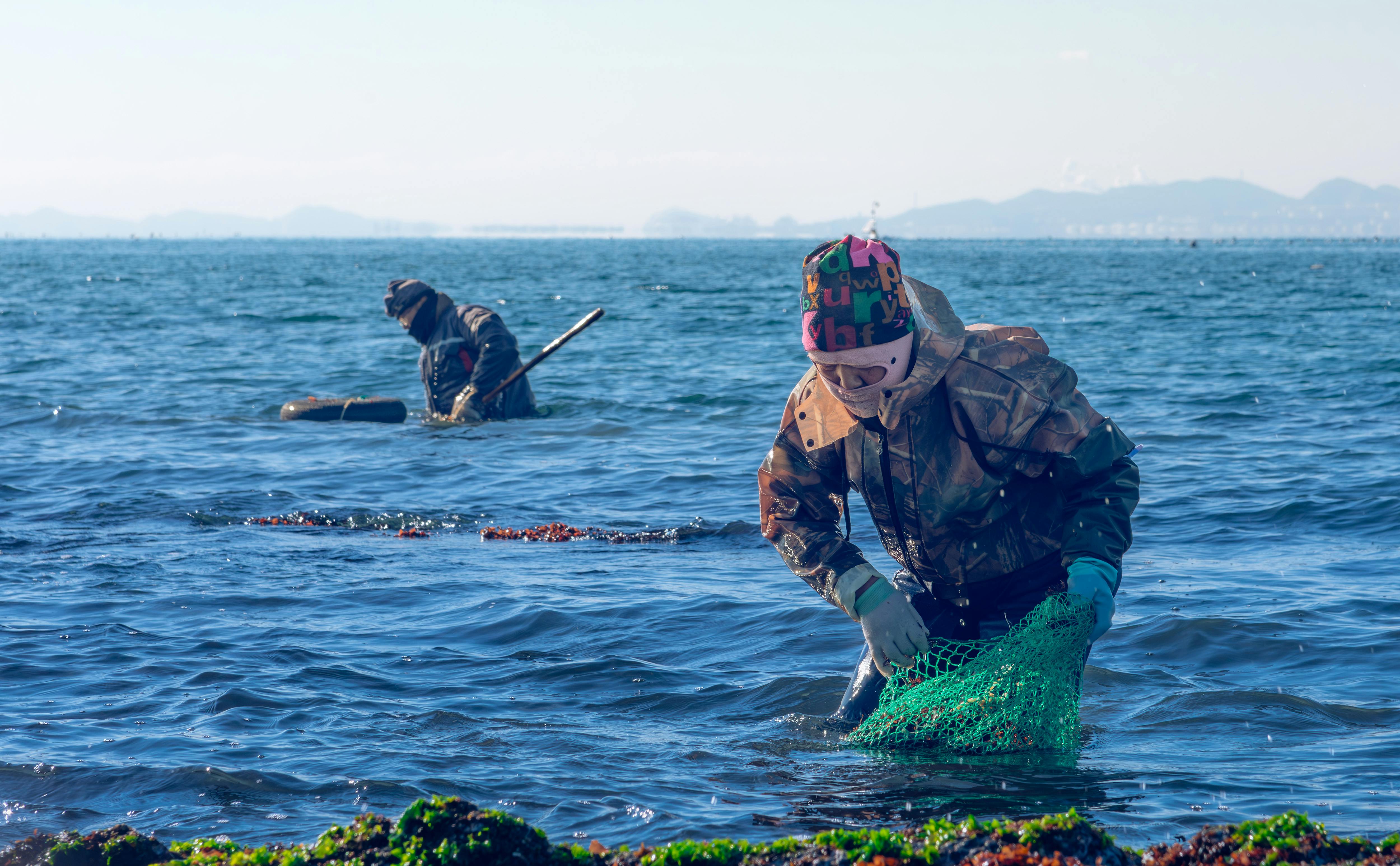 Fishermen in winter gear collecting seaweed with nets in the ocean, showcasing maritime labor.