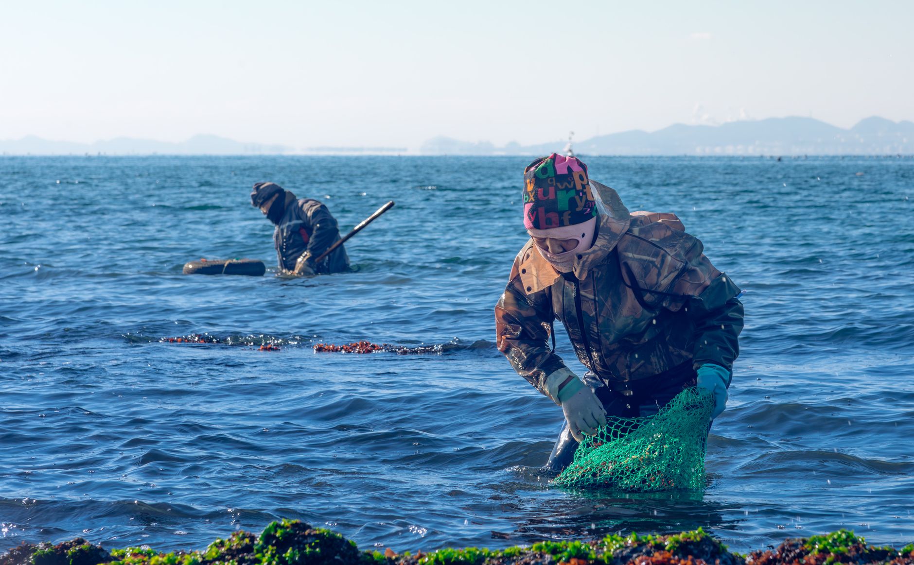 Fishermen in winter gear collecting seaweed with nets in the ocean, showcasing maritime labor.