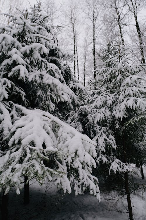 ağaçlar, Bahçe, buz tutmuş içeren Ücretsiz stok fotoğraf