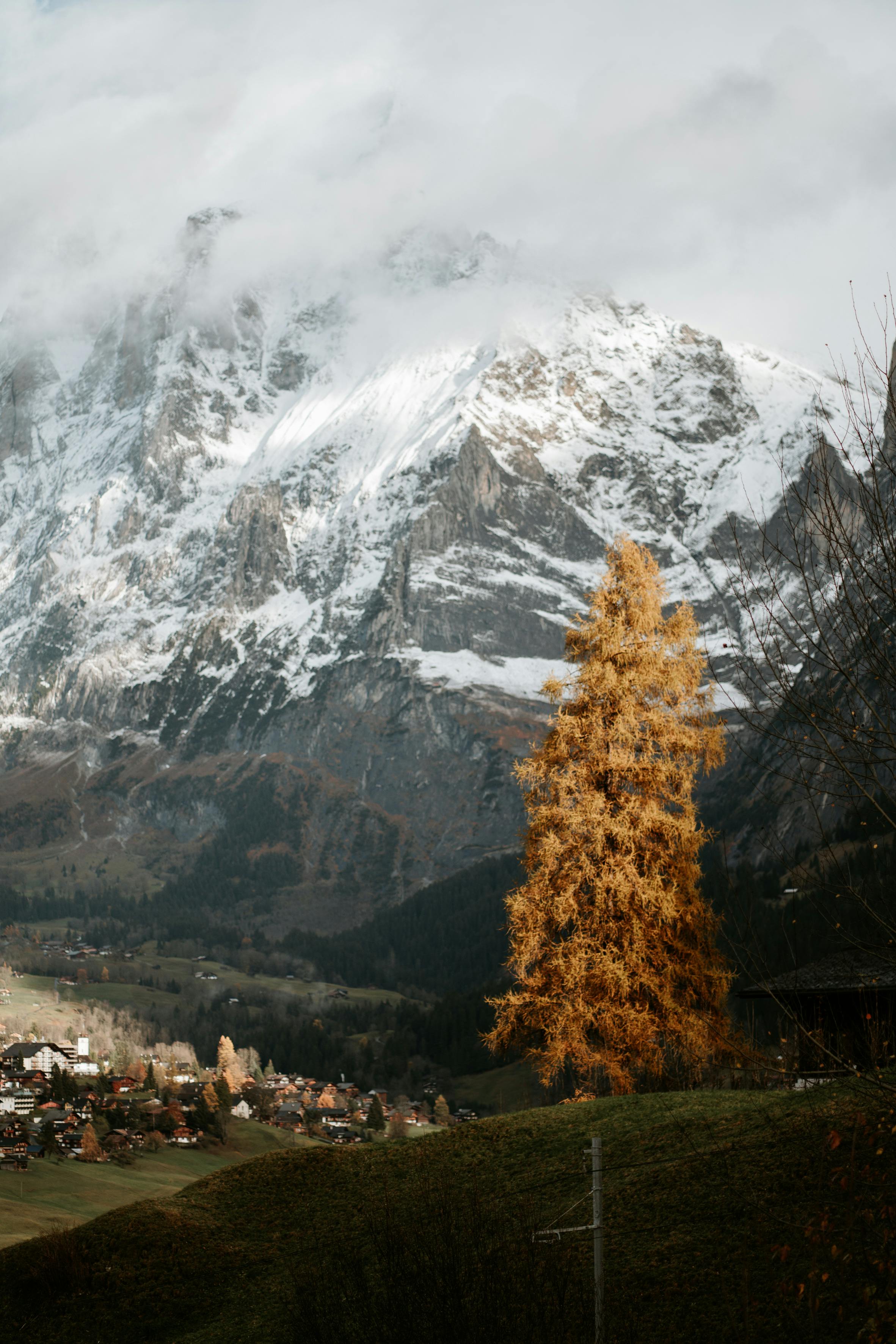 A breathtaking view of a snowcapped mountain behind a rural town with an autumn tree in the foreground.