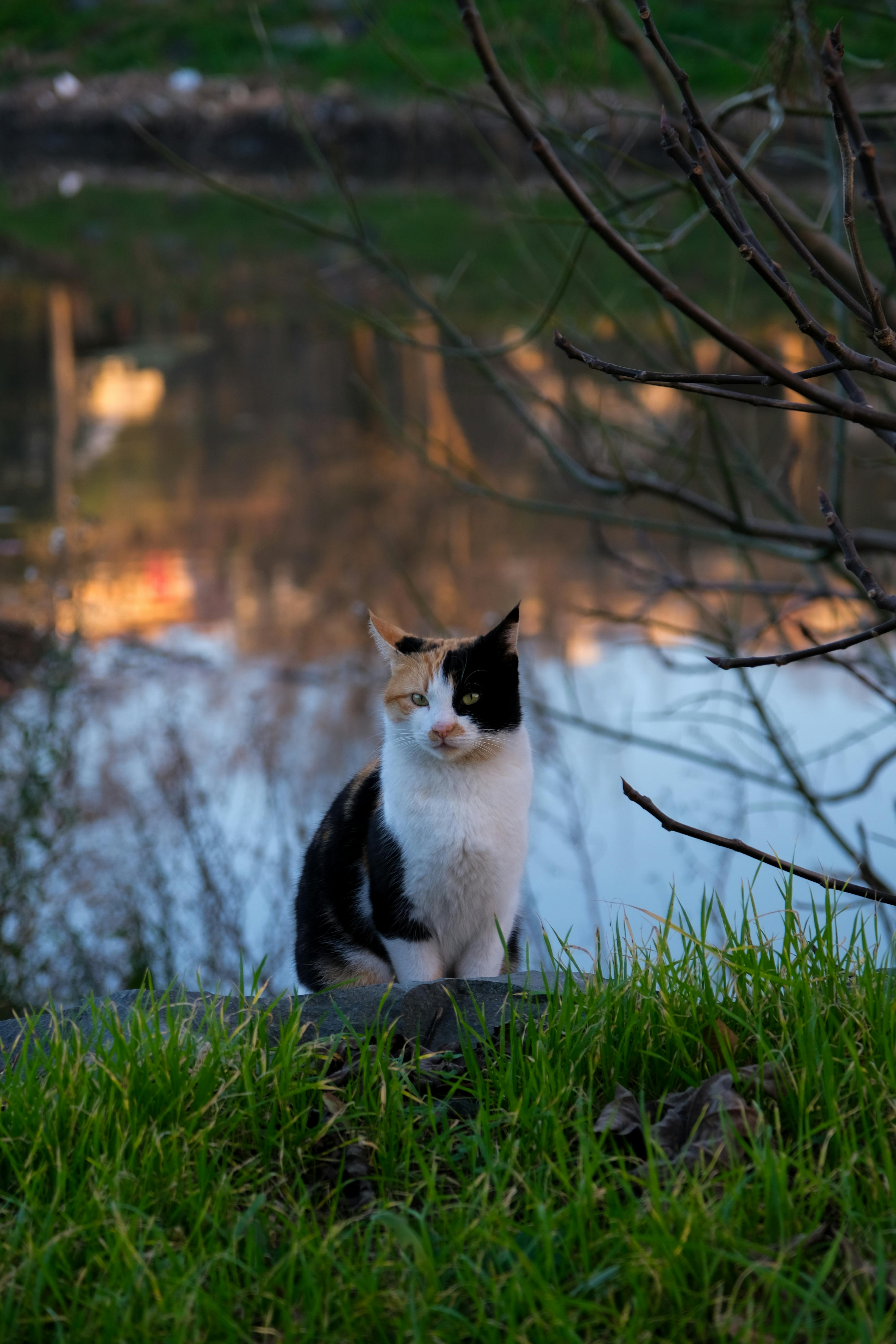 cute cat by river