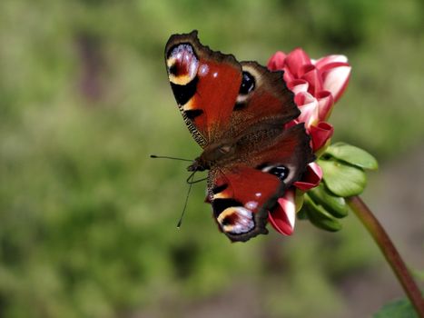 A butterfly sitting on a flower with green leaves