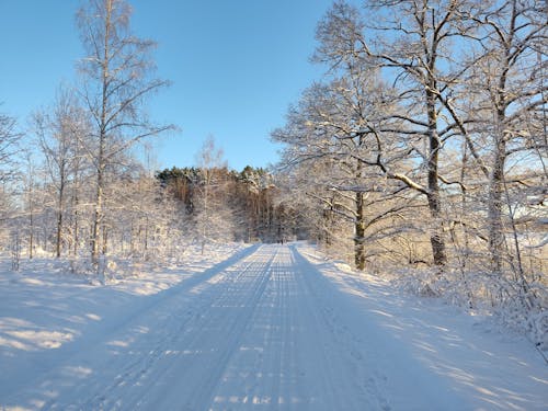 Road Among Trees in Winter