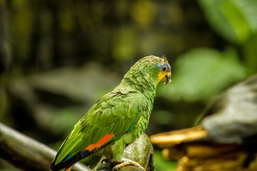 Blue Fronted Amazon Parrot Perching on Branch