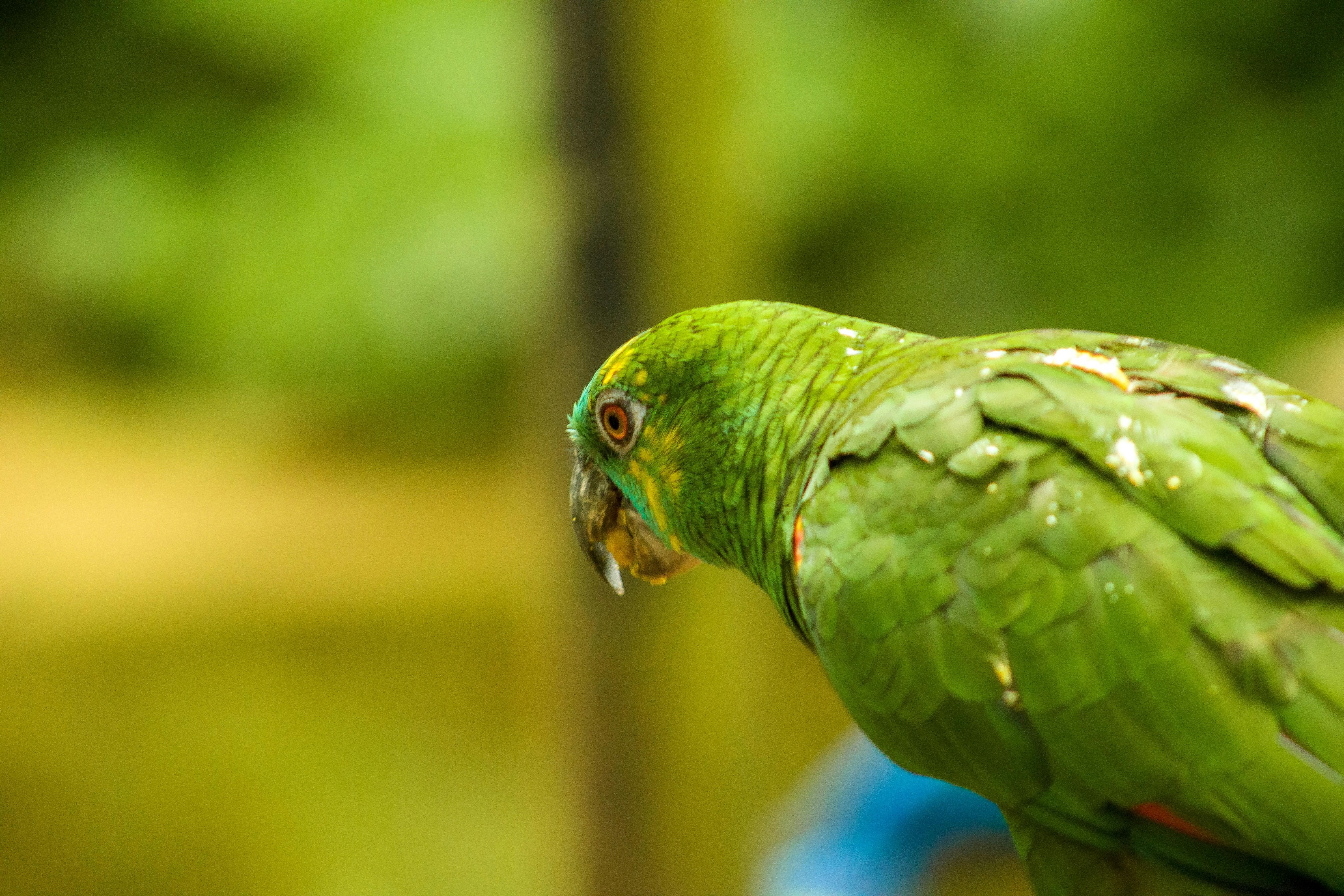 Blue Fronted Amazon Parrot Eating · Free Stock Photo