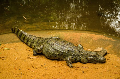 A Caiman Lying on the Sand by the Water 