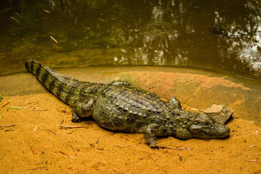 A Caiman Lying on the Sand by the Water 