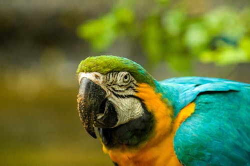 Amerika papağanı, ara, çok renkli içeren Ücretsiz stok fotoğraf