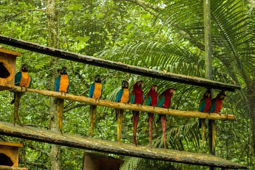 Бесплатное стоковое фото с ара, джунгли, животные