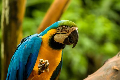 Free Close-up of a vibrant blue and yellow macaw perched outdoors in Brazil's lush nature. Stock Photo