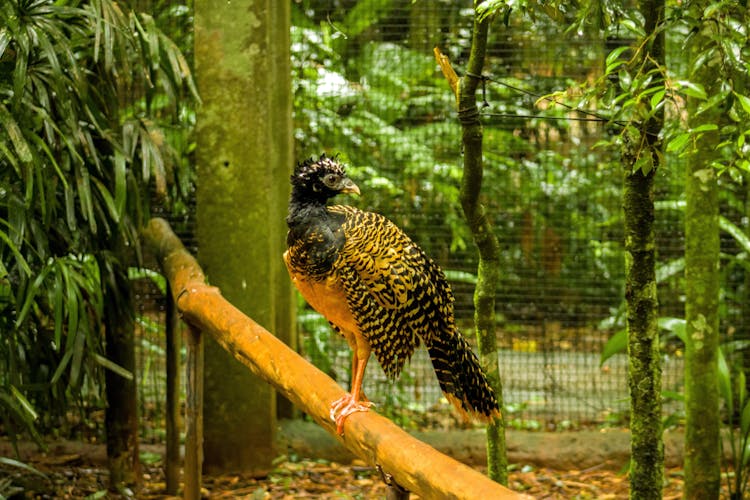 Bare Faced Curassow