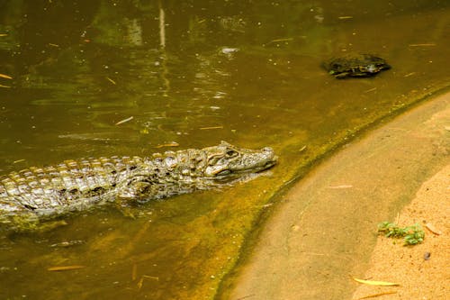 Photos gratuites de bassin, Crocodile, nature