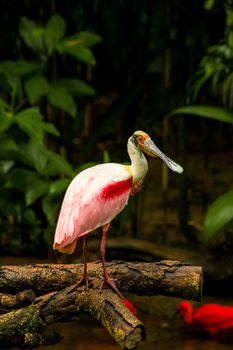 crested ibis pink plumage
