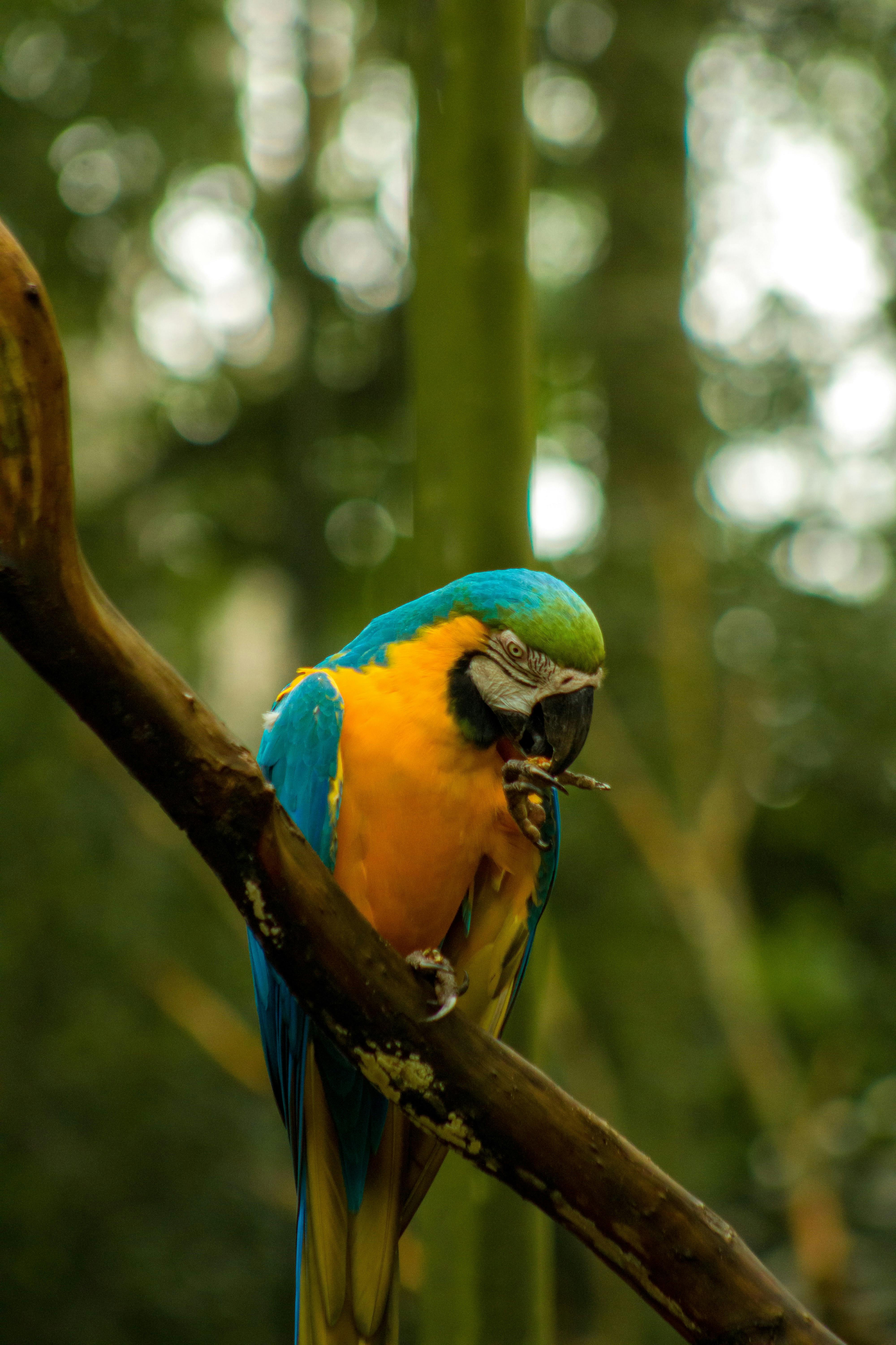 Blue And Yellow Macaw Parrot · Free Stock Photo