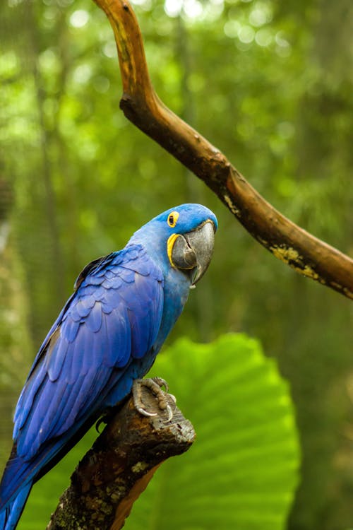 Hyacinth Macaw Parrot Perching on Branch