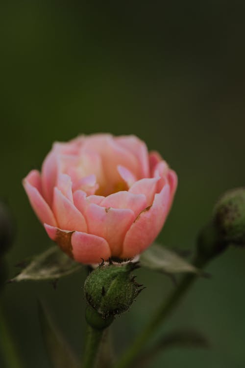 Základová fotografie zdarma na téma kytka, příroda, rostlina