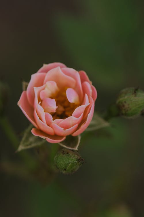 Základová fotografie zdarma na téma čerstvý, kytka, okvětní lístky