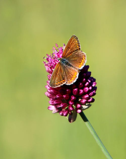 Darmowe zdjęcie z galerii z fotografia przyrodnicza, kwiat, motyl
