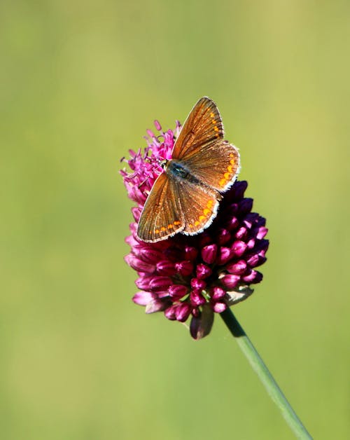 Kostenloses Stock Foto zu blume, gemeinsame blau, insekt