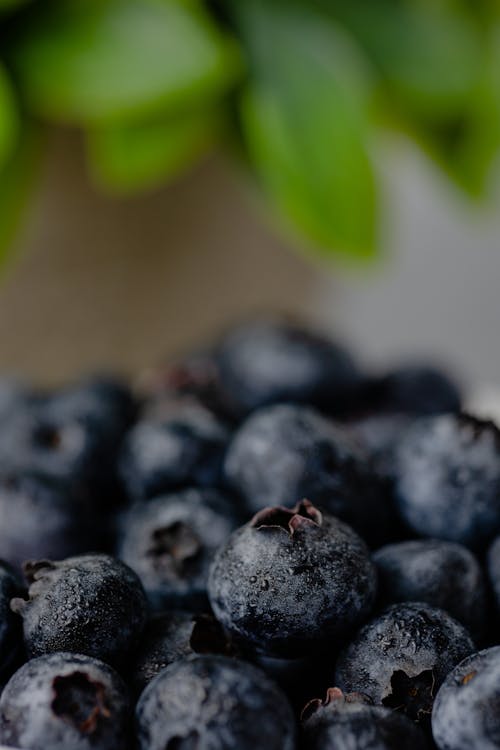 Free Blueberries in a Garden Stock Photo