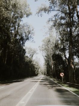 Quiet tree-lined road under bright sunlight with a road sign, capturing nature's beauty in summer