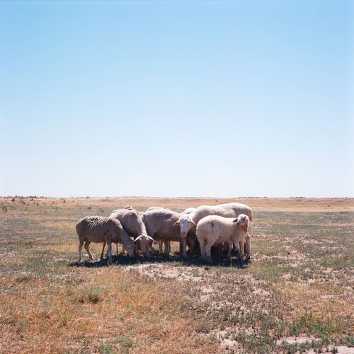 Free A flock of sheep grazing peacefully under a clear blue sky in the rural fields of Terekli-Mekteb, Russia. Stock Photo