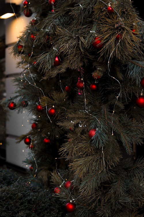 Photos gratuites de aiguilles, arbre de noël, boules de noël