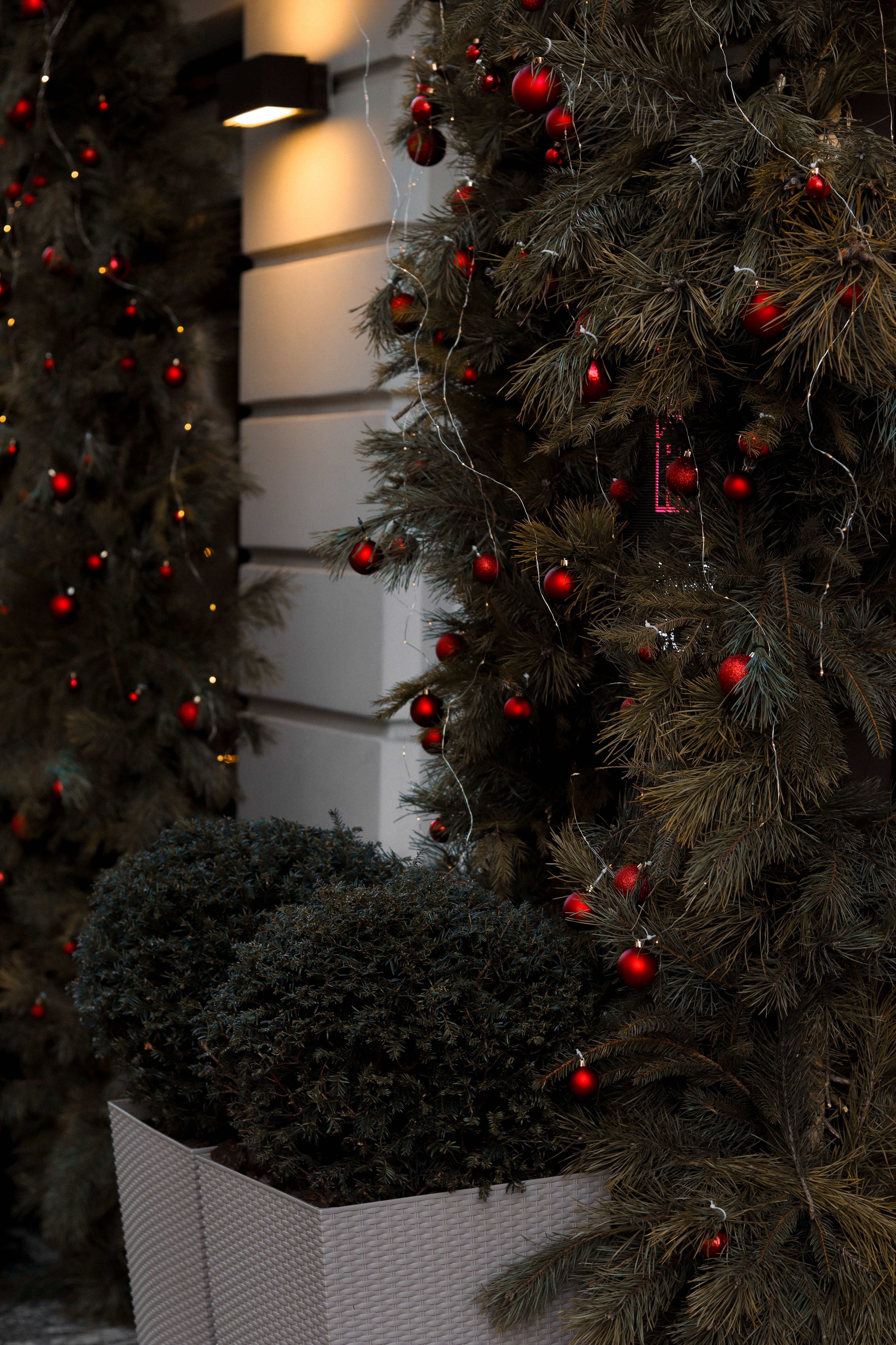 Trees Decorated with Red Christmas Ornaments · Free Stock Photo