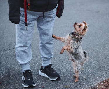 Yorkshire Terrier standing on hind legs next to a person in an urban setting.