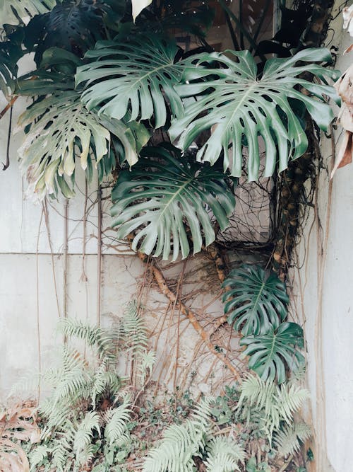 Green Monstera Plants in Corner