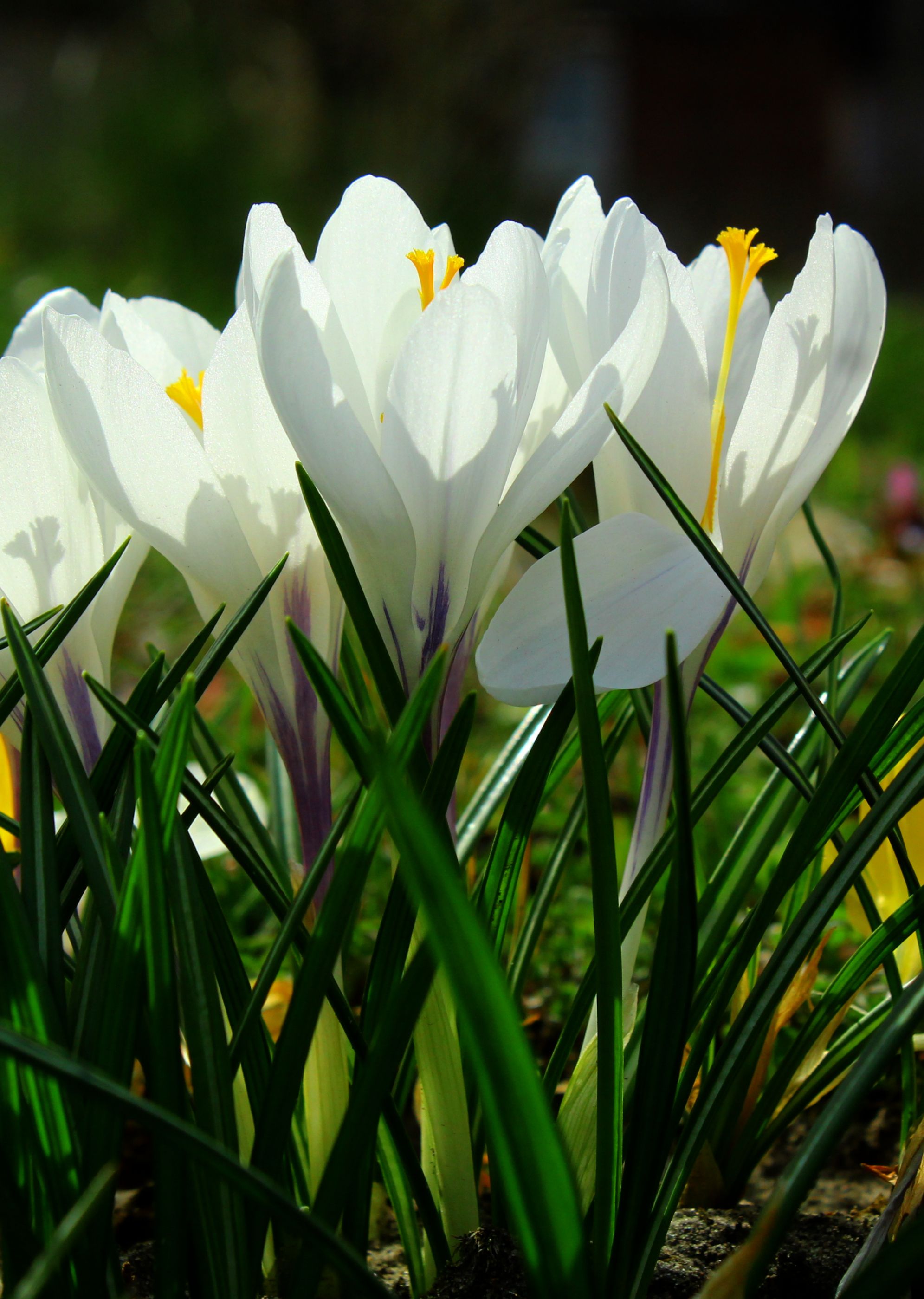 Close up of Flowers in Spring · Free Stock Photo