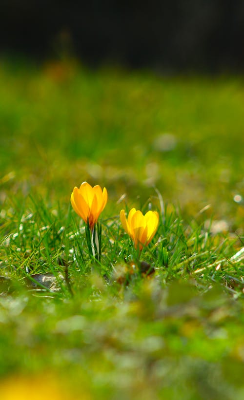 꽃, 봄, 성장의 무료 스톡 사진