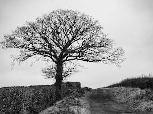 Fotos de stock gratuitas de árbol, blanco y negro, caer