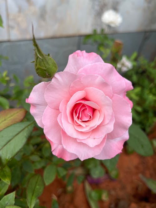 Close Up of Rose Flower