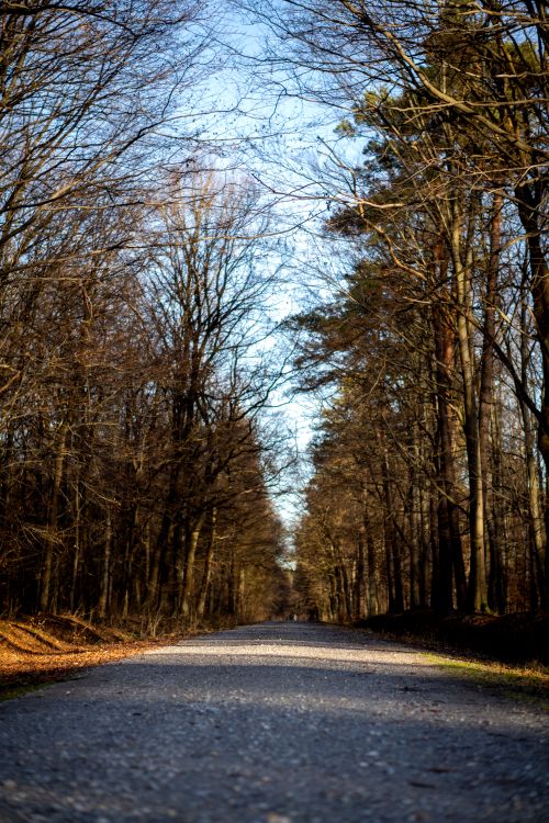 Free A tranquil dirt road through a forest with bare trees in autumn, captured during the day. Stock Photo
