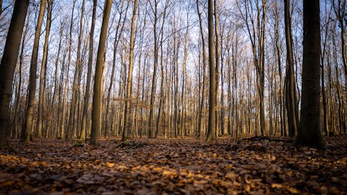 Fotos de stock gratuitas de arboles, bosque, caer