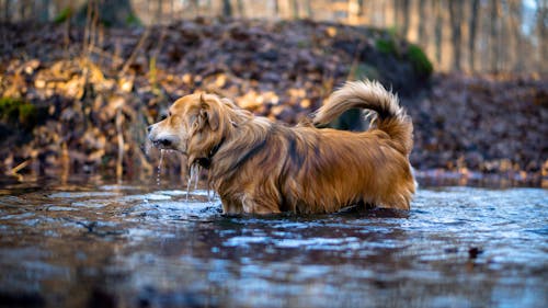 A dog is standing in a stream of water