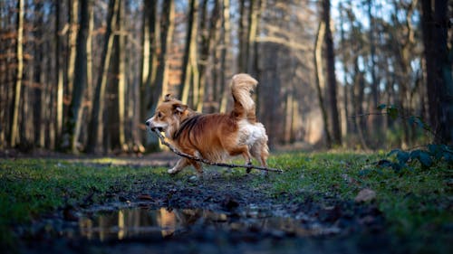 A dog running through the woods in the rain