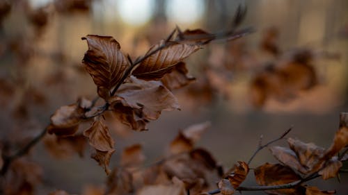 A close up of a tree branch with brown leaves